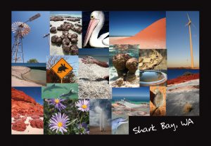 Sample Postcard for Shark Bay WA